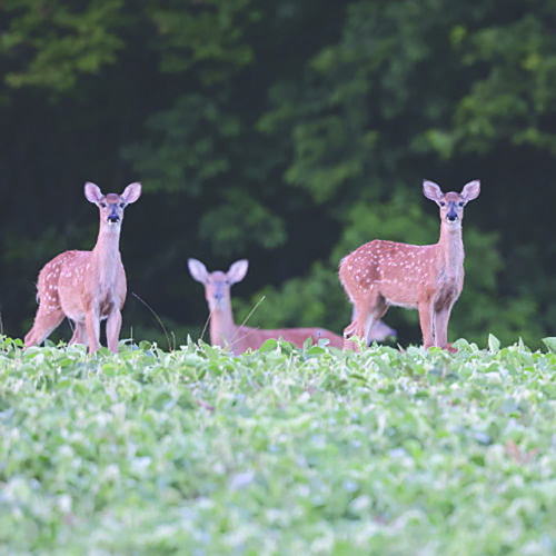 Game Commission: Leave young wildlife alone as summer nears